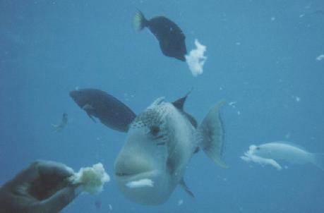 201fishb.jpg (8593 octets)