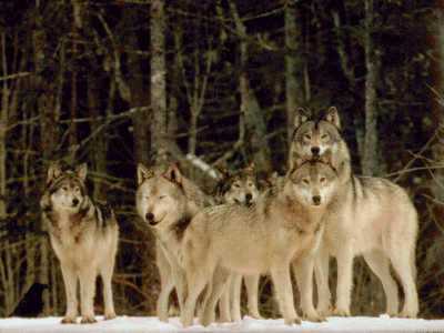 loups.jpg (15925 octets)